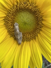 Plagiomimicus spumosum