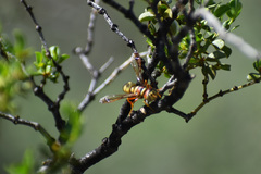 Eucerceris canaliculata