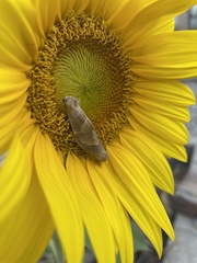 Plagiomimicus spumosum