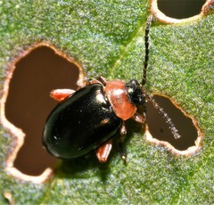 Disonycha xanthomelas