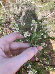 Phyllanthus calycinus