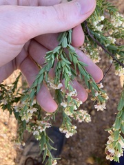 Phyllanthus calycinus