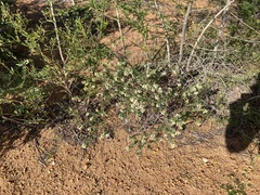 Phyllanthus calycinus