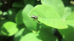 Coriarachne depressa