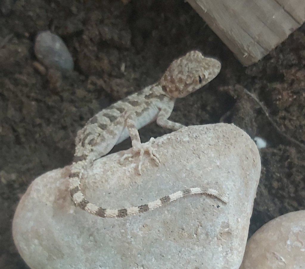 Persepolis Thin-Toed Gecko