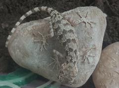 Cyrtopodion persepolense