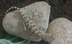 Cyrtopodion persepolense