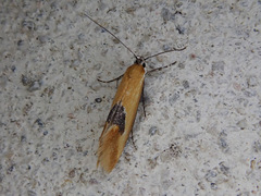 Batia lunaris