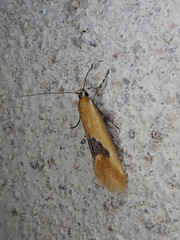 Batia lunaris