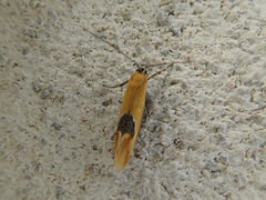 Batia lunaris