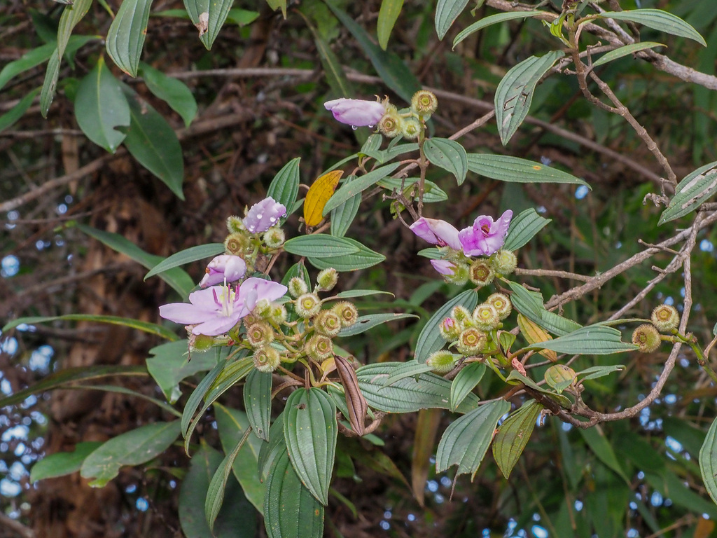Melastoma sabahense