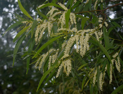 Acacia polystachya