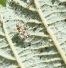 Corythucha pergandei