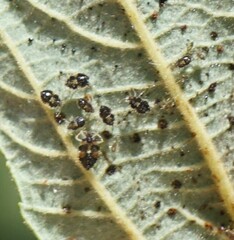 Corythucha pergandei