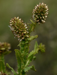 Pterocaulon serrulatum