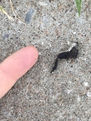 Dynastes tityus