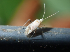 Compsidolon salicellum