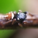 Salticoid Spiders - Photo (c) Shashikanth B Kambannavar, some rights reserved (CC BY-NC), uploaded by Shashikanth B Kambannavar