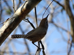Pheugopedius maculipectus