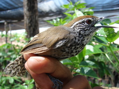 Pheugopedius maculipectus
