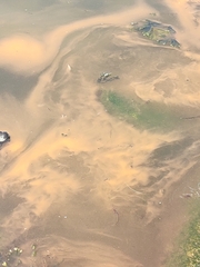 Noctiluca scintillans