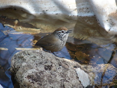 Pheugopedius maculipectus
