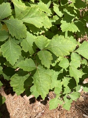 Rhus aromatica aromatica