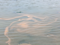 Noctiluca scintillans