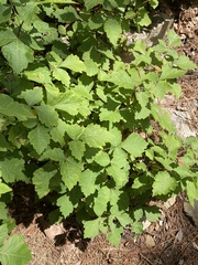 Rhus aromatica aromatica