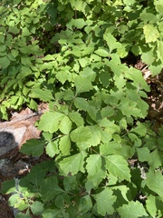 Rhus aromatica aromatica