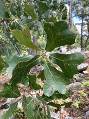 Quercus marilandica marilandica