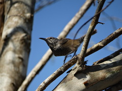 Pheugopedius maculipectus