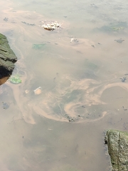 Noctiluca scintillans