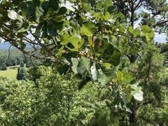 Quercus marilandica marilandica