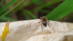 Stenaelurillus sarojinae