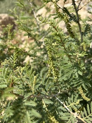 Prosopis farcta