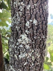 Quercus marilandica marilandica