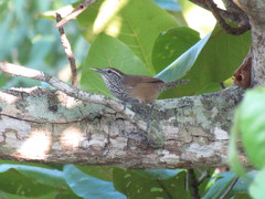 Pheugopedius maculipectus