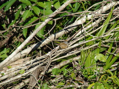 Pheugopedius maculipectus