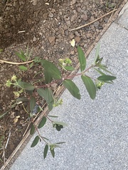 Euphorbia hypericifolia