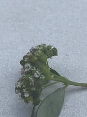 Euphorbia hypericifolia