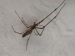 Tetragnatha elongata
