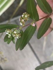 Euphorbia hypericifolia