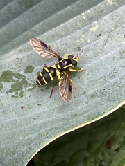 Xanthogramma pedissequum