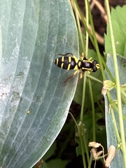 Xanthogramma pedissequum