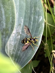 Xanthogramma pedissequum