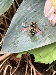 Xanthogramma pedissequum