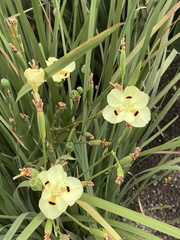 Dietes
