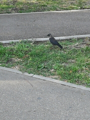 Corvus monedula