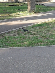 Corvus monedula